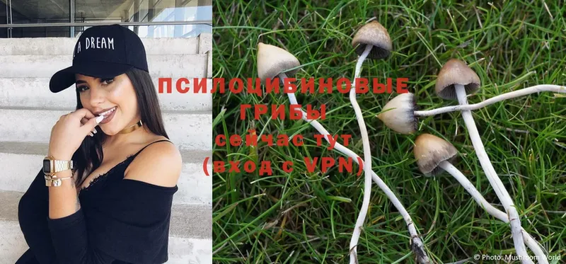 купить  сайты  даркнет какой сайт  Псилоцибиновые грибы Magic Shrooms  Подпорожье 